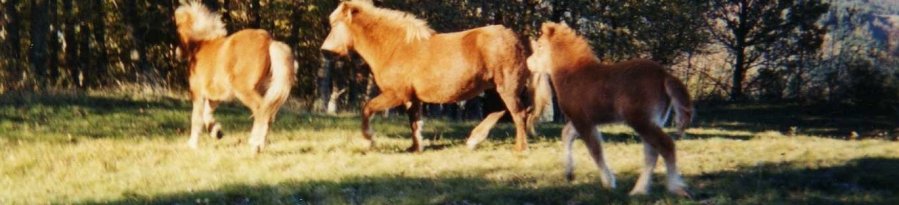 De gauche à droite = Perla + Kella + Qkolga