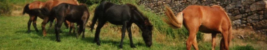 De gauche à droite = Jorp + Perla + Tillitssa + Trygga + Stjarna